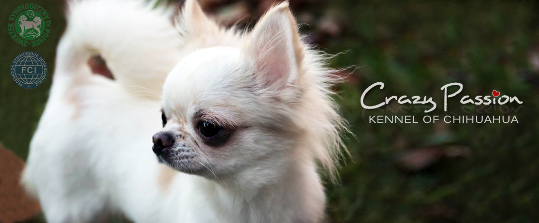 baner z olka glowny CHIHUAHUA HODOWLA FCI