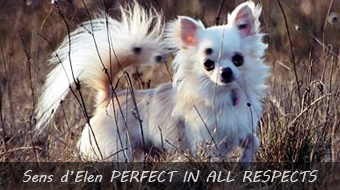 Sens d’Elen PERFECT IN ALL RESPECTS
