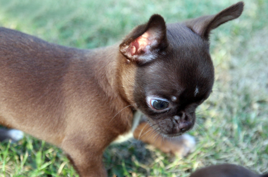 chihuahua