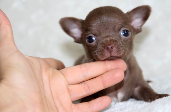 chihuahau miniaturka