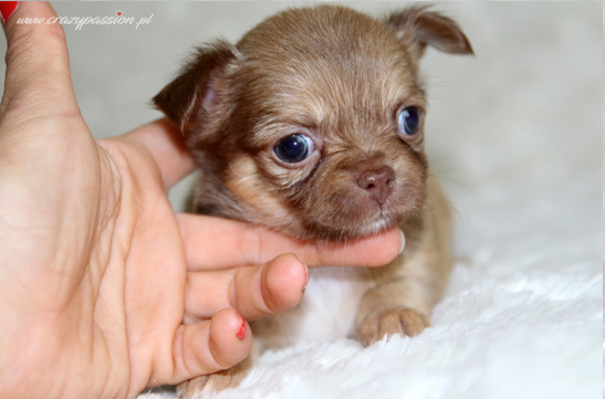 chihuahau miniaturka