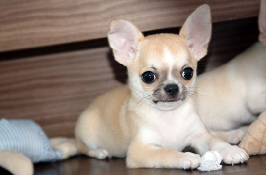 chihuahua krótkowłosy