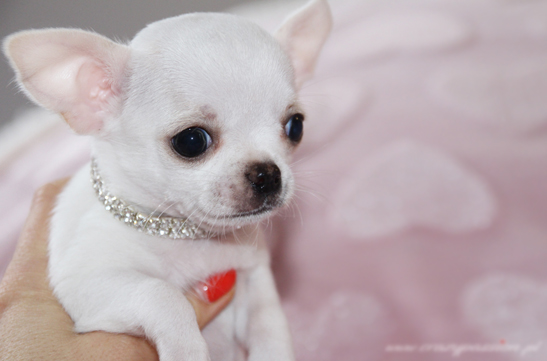 biały chłopczyk chihuahua krótkowłosy