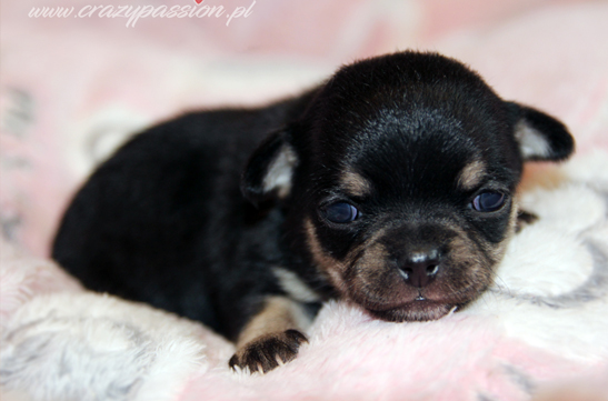chihuahau miniaturka