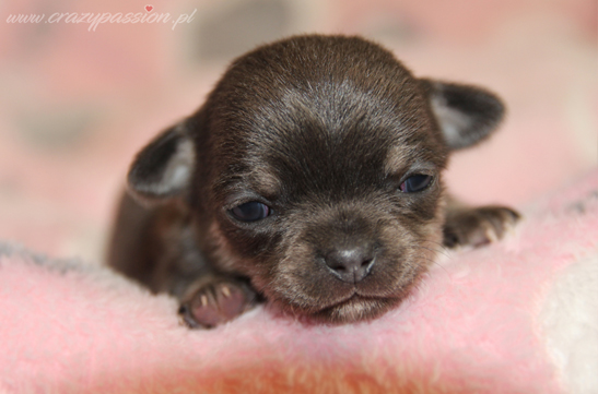 chihuahau miniaturka