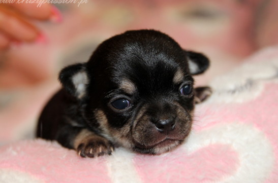 chihuahau miniaturka