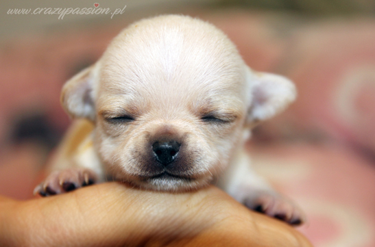 chihuahau miniaturka