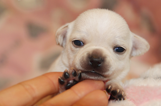 chihuahau miniaturka