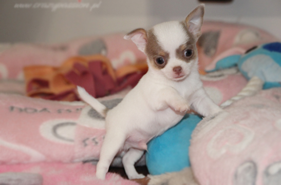 chihuahau miniaturka