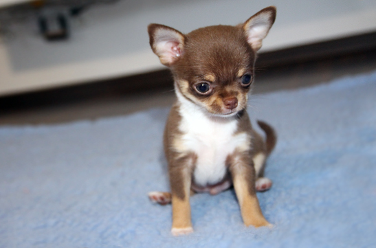 chihuahau miniaturka
