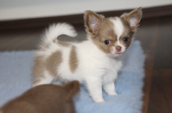 chihuahau miniaturka