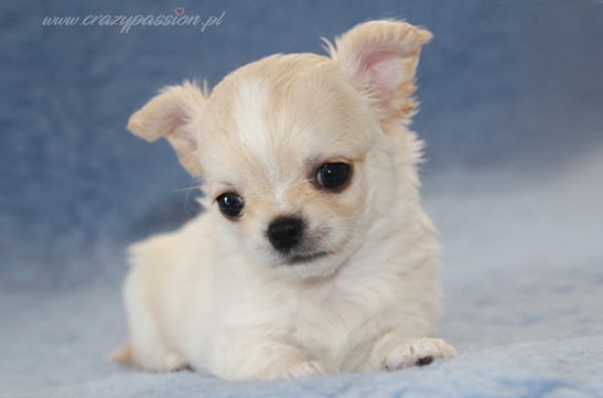 chihuahau miniaturka