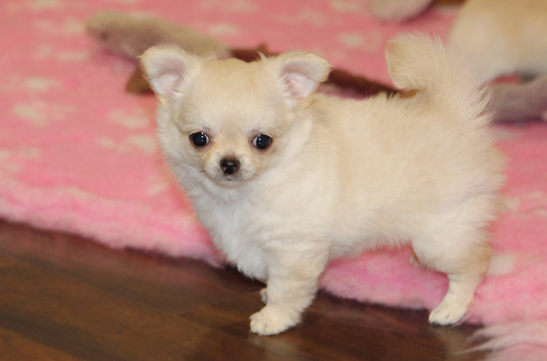 chihuahau miniaturka