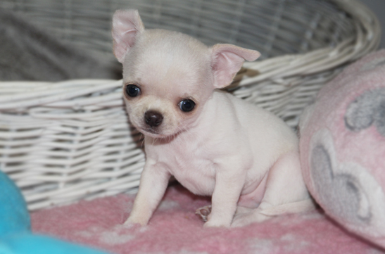 chihuahau miniaturka