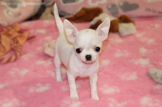 chihuahau miniaturka